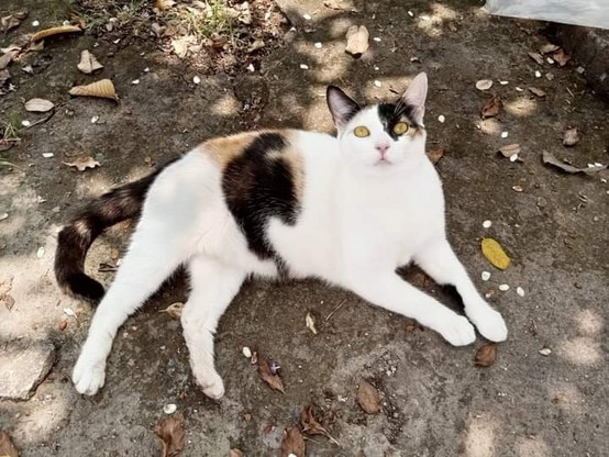 Zarina 😸