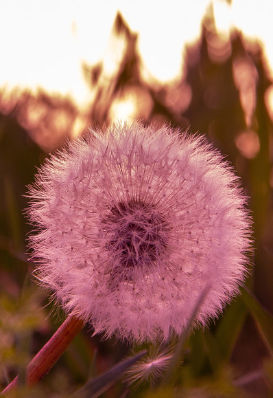 Das Hauptmotiv des Bildes ist eine Pusteblume, die im Vordergrund klar und deutlich zu sehen ist.
Das Bildformat ist im Hochformat aufgenommen.

Es handelt sich um ein Makrofoto, bei dem die Pusteblume stark vergrößert und detailliert dargestellt wird.

Der Hintergrund ist unscharf und zeigt einige Pflanzen sowie das Leuchten der untergehenden Sonne oder einer anderen Lichtquelle, die ein warmes, goldenes Licht ausstrahlt.

Die Farben sind warm und reichen von den goldenen Tönen des Hintergrunds bis zu den weißen und rosa Tönen der Pusteblume.
