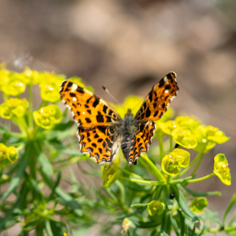 Schmetterling sitzt auf gelben Blüten. Es ist ein Landkärtchen. Die FlügelOberseite hellbraun mit dunkelbraunen Flecken.