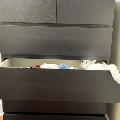 a white kitten squeezing herself into an open dresser drawer, her tail sticking out