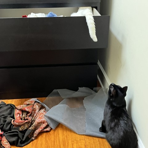 a white cat's tail sticks out of an open dresser drawer and a black cat is sitting outside the dresser looking up at the tail