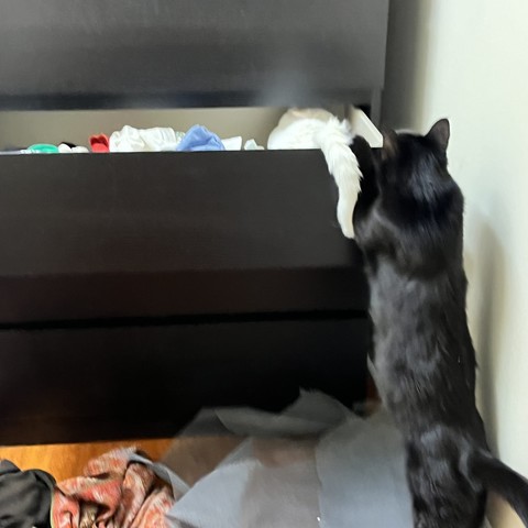 a black cat stands up to see what's going on with a white cat who is in a dresser drawer and dangling her tail outside it.