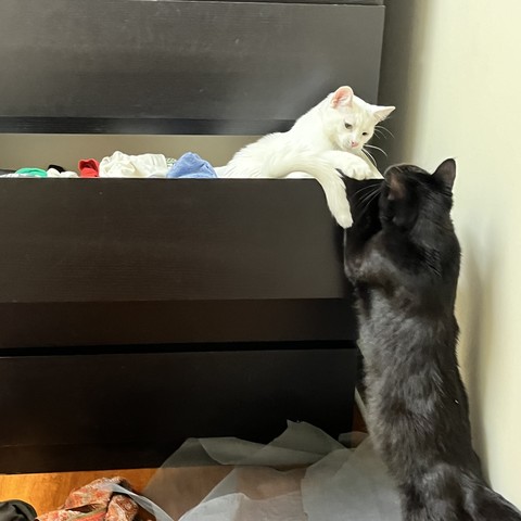 a white cat in a dresser drawer turns to talk to a black cat who is standing up outside the dresser