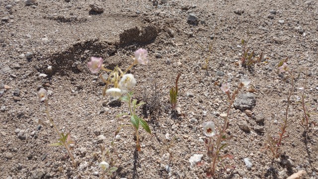 Brown Eyed Primrose, near Yaqui Pass Camp, ABDSP. #wildflowers #AnzaBorrego