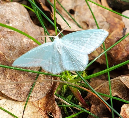 Op de grond tussen verschrompelde bladeren vonden we deze mooie kleine lichtgroen/blauwe mot met opengevouwen vleugeltjes