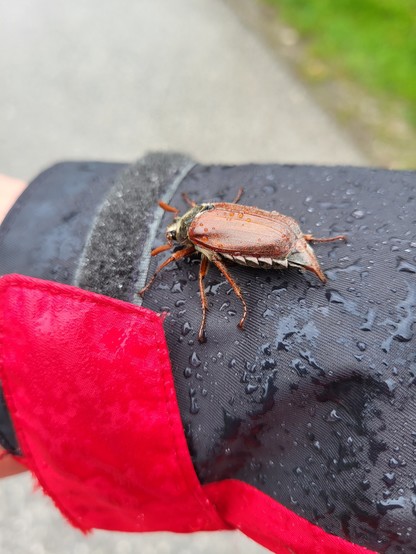 A close-up image showing a beetle crawling on a person's jacket. The beetle is a prominent feature, with its red and grey body contrasting against the white background of the jacket. The person wearing the jacket is outdoors, possibly standing on the ground. The beetle appears to be an insect, specifically an arthropod, and may be considered a pest. The image captures the moment when the beetle is exploring the jacket, showcasing its intricate details. The overall composition is visually striki…