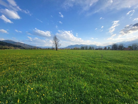 A picturesque scene featuring a vast field of lush green grass dotted with trees, stretching out towards majestic mountains in the background. The sky above is a beautiful shade of blue with fluffy white clouds scattered throughout. This tranquil landscape evokes a sense of serenity and natural beauty, perfect for a peaceful countryside retreat. The colors in the image are predominantly green and blue, creating a harmonious and calming atmosphere. The setting is idyllic, with hints of agricultu…