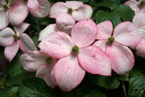 Dogwood symbolises love undiminished by adversity, and durability.