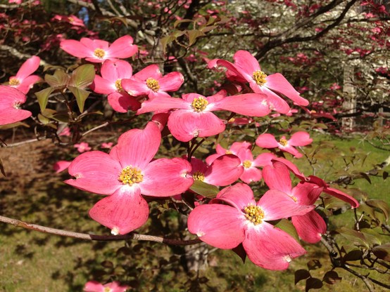 Dogwood trees were gifted to Japan by the US as a sign of friendship. 