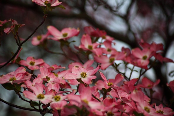 Dogwood at dusk.