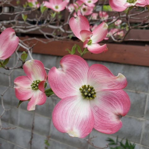 Amongst this season of many blossoms, dogwood flowers are very unique in shape and colour.