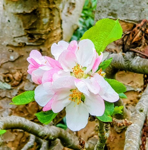 Close-up of white and pink apple blossom with bright green leaves, framed by grey boughs and against a blurred background of gnarled trunk