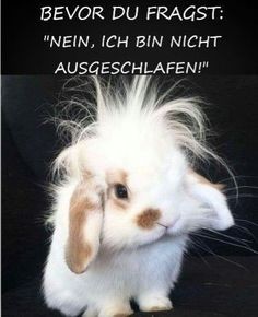kleiner strubbeliger Hase der sagt, dass er nicht ausgeschlafen ist.