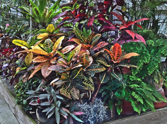 The main plant in this greenhouse is the Croton plant which symbolizes change because of  its colorful foliage. Other plants in the greenhouse show a multitude of colors, leaf patterns and textures, from the waxy surfaces of some leaves to the feathery fronds of others.