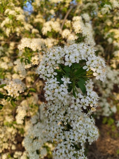 Cherry blossom