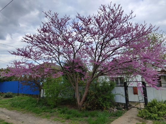 Pink tree