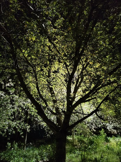 Tree with back light