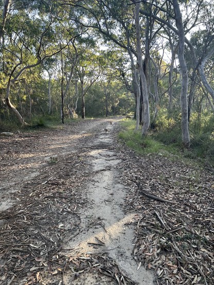 Three dogs in the distance on a bush track 
