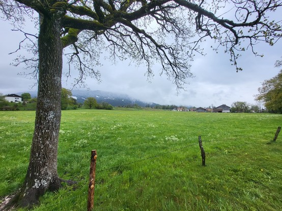 A serene scene captured in this image showcases a tree standing tall in a lush green field. The tree is surrounded by vibrant grass and under a clear blue sky with fluffy white clouds. The peaceful and idyllic landscape is perfect for relaxation and contemplation. The dominant colors in the image are white and green, with an accent color of 4A6720. The setting is a rural area, possibly a meadow or pasture, with no signs of human activity. The image evokes a sense of tranquility and connection w…