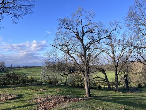 The view from our deck. The yard and hills beyond are green! Mark is starting to get the yard raked and cleaned up; piles of leaves are scattered about. He’ll probably burn off my beds as soon as weather permits. 