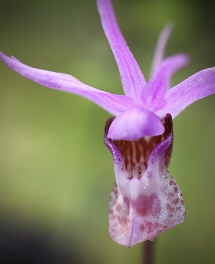 A detail close-up photo of a pale pink orchid which has a darker mottled depth inside their lower parts. The long slender pointed petals on the top, four of them, form a kind of nimbus at the top. One petal juts forward to cover the top of the lower lip. This petal is foreshortened in the photo. The lower lip of the flower is more complex with pale frills visible, and mottled dots. They look alien and gorgeous. 