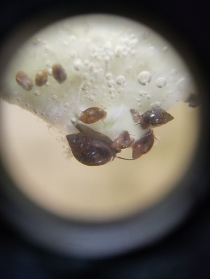 Ein Foto. Ein heller Kreis/Bildausschnitt, darum herum alles schwarz. Im Kreis sieht man ca. 10 verschieden große Wasserschnecken mit Gehäuse auf einem hellen, mit Blasen besetzten Stück Gemüse sitzen. Das Foto ist etwas unscharf. 