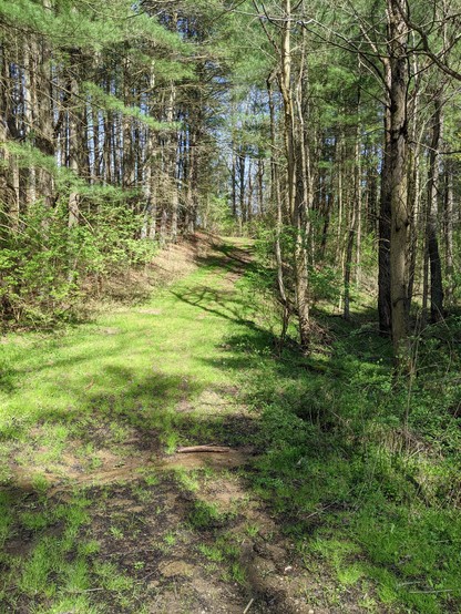Photo of part of a trail with a patch of mud on the ground with more grass growing. Trees are surrounding the path.
