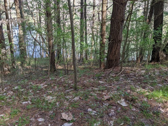 Photo of part of the same trail with some grass and flowers on the ground. Past the trees you can see a pond. 