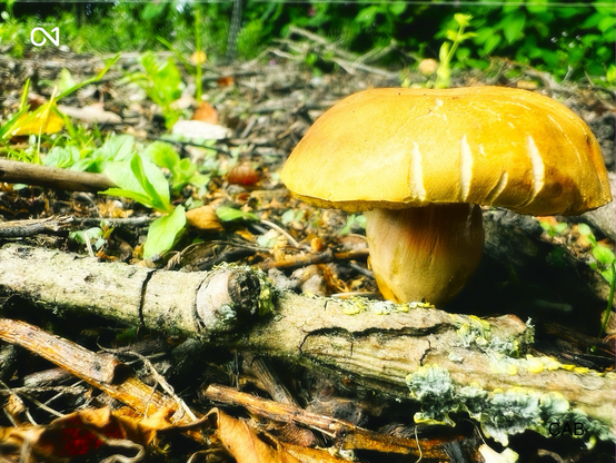 Wild Mushrooms 