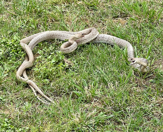 Two coachwhip snakes, courting