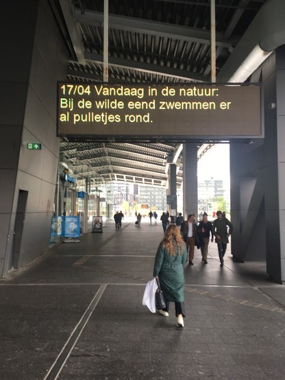 A large electronic sign in a public space reads, in Dutch: “17/04 Vandaag in de natuur: Bij de wilde eend zwemmen er al pulletjes rond.”