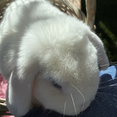 A bunny hanging out by my leg. 
