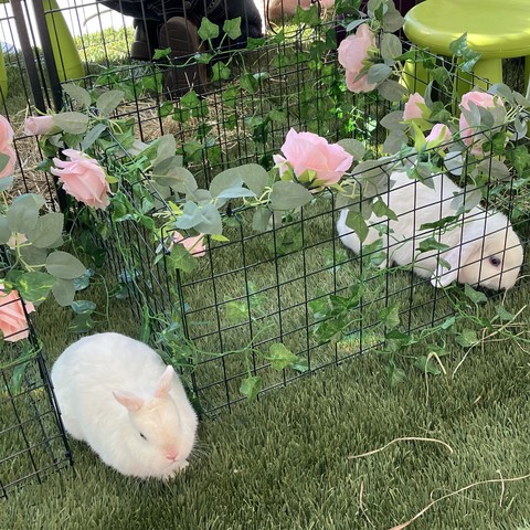 2 bunnies hang out out in an enclosure with flowers around.