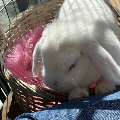 A bunny hanging out by my leg. 