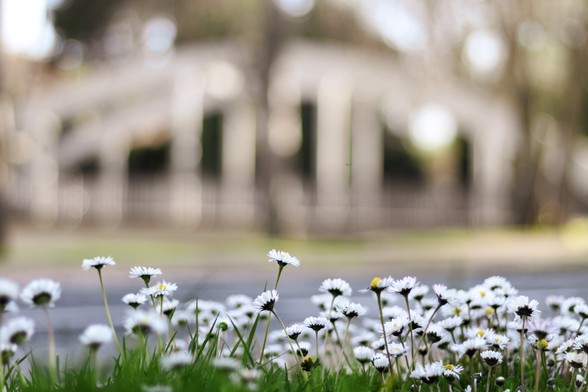 Se puede una fotografía en la cual en primer plano inferior vemos margaritas mientras el fondo está desenfocado.

You can see a photo with a daisies in the foreground with a blurred background.