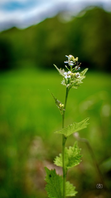 Garlic mustard blossom and stalk in a green field. Manor New Kladow, Berlin, 19 Apr 2024. Nikon D5600, Nikkor DX 35 mm ƒ1.8G, ISO 100, ƒ3.2, -0.3 ev, 1/500s