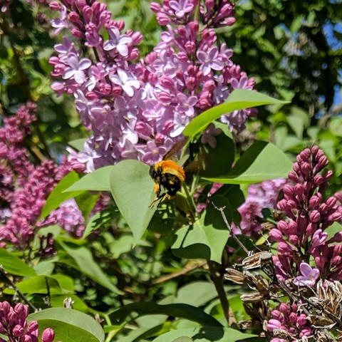 A cropped photo showing a Bombus huntii bumblebee. It is flying towards a cluster of lilac blossoms. The bumblebee is black, yellow, and has an orange stripe. It is hairy. It has some pollen on it's rear legs. About half of the lilac flowers in the cluster are open. There are some leaves too.