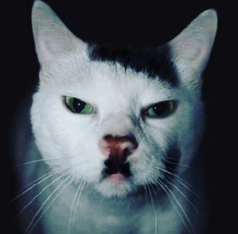 Gato con un aspecto parecido al lider nazi Hitler