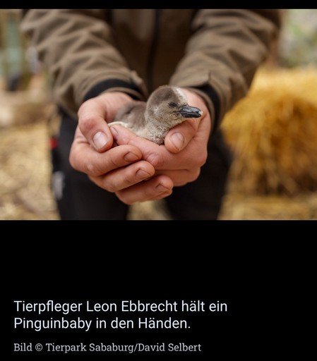 Eine Person hält ein Pinguinbaby in den Händen.