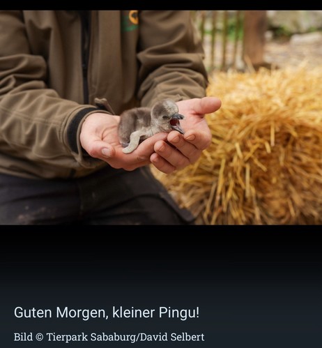 Eine Person hält ein kleines Pinguinküken in ihren Händen, das gähnt.