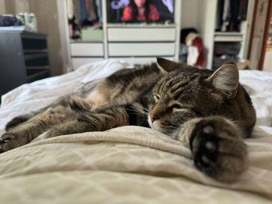 Tabby cat sleeping on bed 