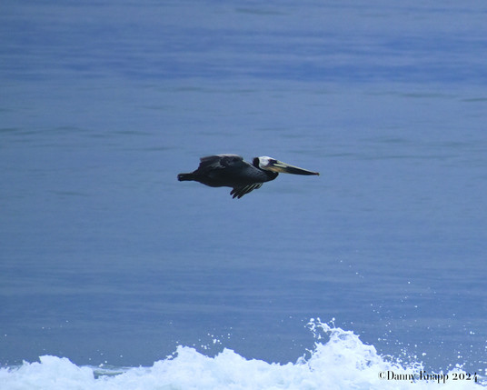 A pelican, centered in the image, flies over a breaking wave of the Pacific Ocean. copyright Danny Knapp 2024