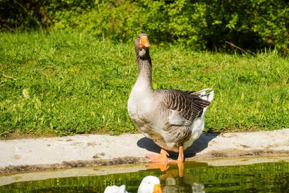 Ein grauer Ganter steht am Rand eines Teichs. Im Hintergrund sind Wiese und Sträucher zu sehen.