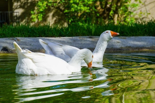 Zwei weiße Gänse schwimmen in einem Teich