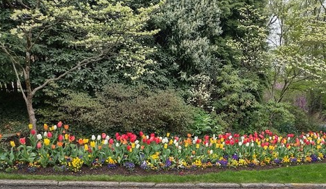 Photo: A spring scene -- Dogwoods behind a planted strip of tulips in multiple colors. There is a stone curb in the front.