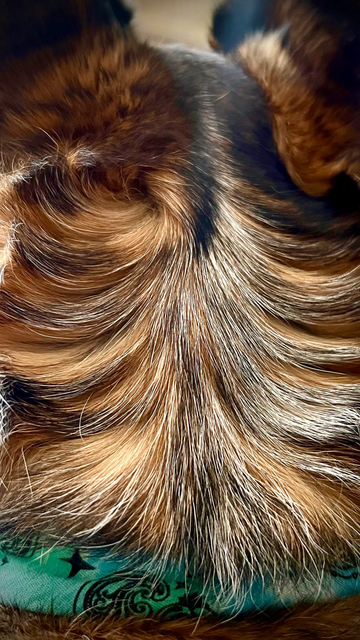 The back of my cattle dog’s head showing off her amazing cowlick. Her names Gemma. 