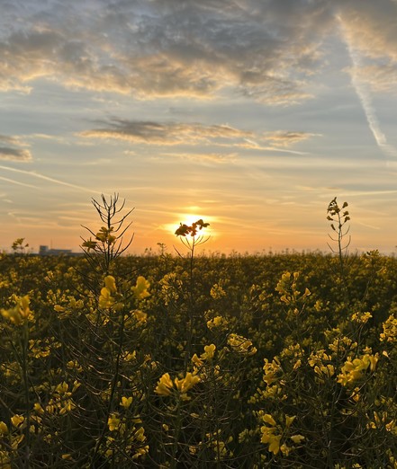 Motiv: Ein Feld mit gelb blühenden Pflanzen im Vordergrund, durch das die untergehende Sonne scheint.
Bildformat: Hochformat
Genre: Landschaftsfotografie
Hintergrund: Der Himmel ist teilweise bewölkt und wird von den warmen Farben des Sonnenuntergangs erleuchtet.
Farben: Dominante Farben sind Gelb der Blumen, verschiedene Blautöne des Himmels und warme Orange- und Rottöne des Sonnenuntergangs.