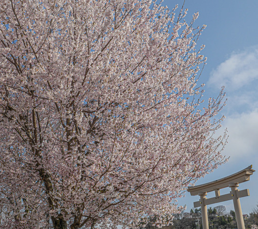 Cherry blossoms in front of temple in Japan.