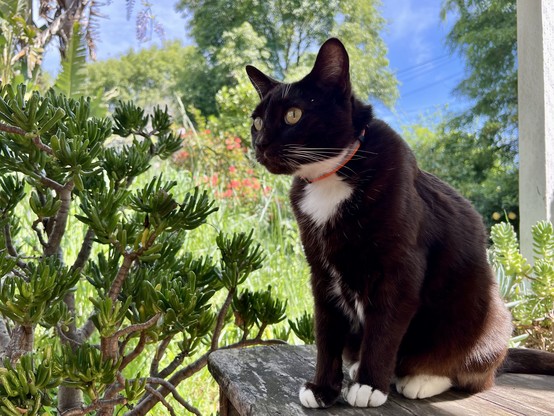 Brown tuxedo cat on an old stool, sitting outdoors in the shade. He’s at attention looking at something far off camera to the left. Just behind him are large succulents also in the shade and further back from that is a flurry of springtime greenery