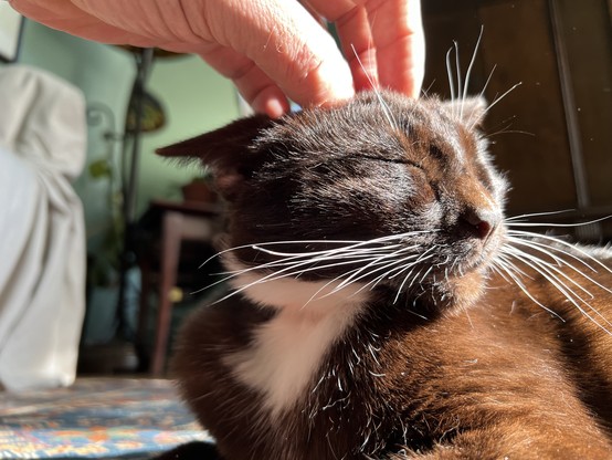 Brown tuxedo cat getting head scritches on the floor in the low evening light. His excellently long whiskers are bright white in the sun